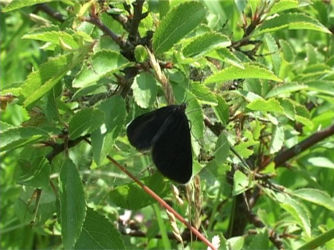 Schwarzspanner ( Odezia atrata ) : Nettersheim/Urfttal, Eifel, 30.06.2006